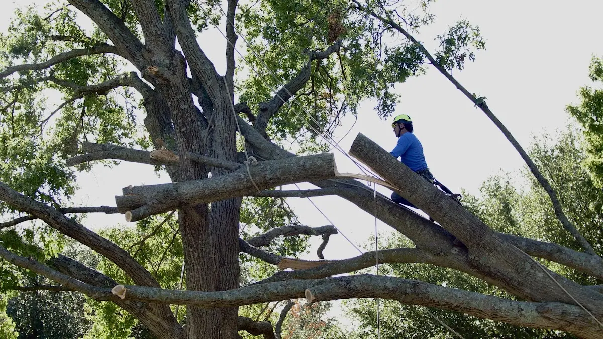 Professional Hazardous Tree Removal performed by certified arborists in Levittown